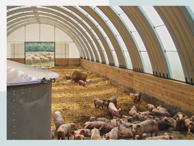 Строительство свинарников в Кольчугине