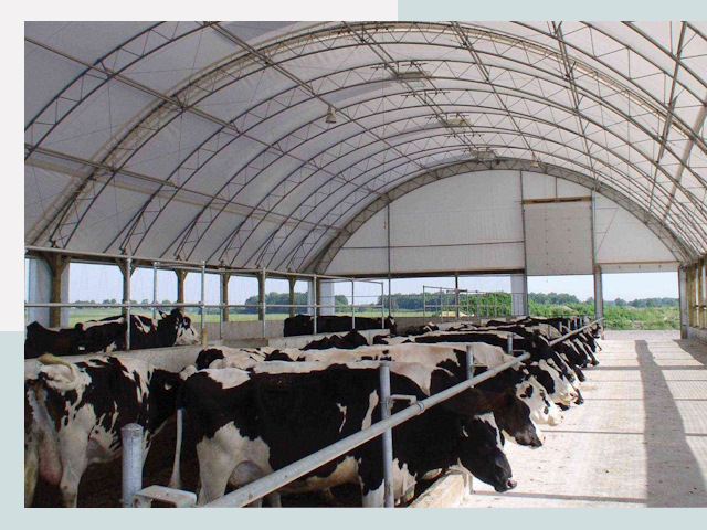 Тентовые коровники в Кольчугине